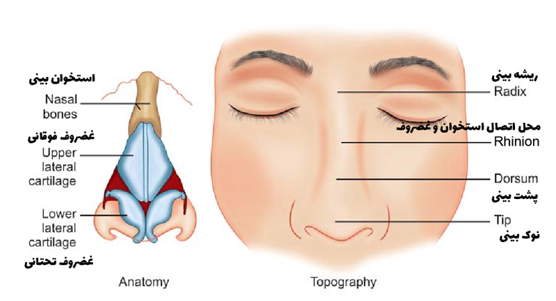 آناتومی و توپوگرافی بینی